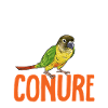 Molina Parakeet Parrot Bird Parakeet