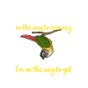 Molina Parakeet Parrot Bird Parakeet