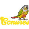 Molina Parakeet Parrot Bird Parakeet