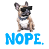 Bouledogue français Stur NOPE Frenchie