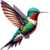 Colibri
