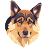 Shepherd Hopf Dog Puppy