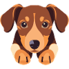 Chiot chien teckel mignon