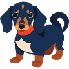 Chiot teckel teckel noir