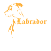 Labrador