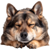 Swedish Vallhund