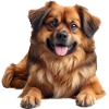Tibetan Spaniel