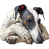 Whippet