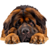 Tibetan Mastiff