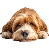 Terrier tibétain