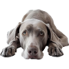 Weimaraner