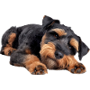 Welsh Terrier