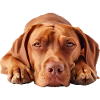 Vizsla