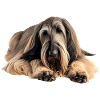 Afghan Hound