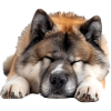 Akita