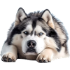Alaskan malamute