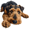 Airedale Terrier