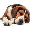 American Foxhound