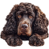 American Water Spaniel