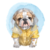 Bulldog in the rain