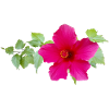 Chinese Hibiscus – Exotic Flowers