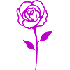 Rose 01