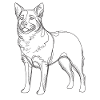 Line Art Australian Cattle Dog
