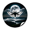 Moth - Creatures of the Night