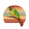 Molina Parakeet Parrot Bird Parakeet