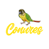 Molina Parakeet Parrot Bird Parakeet
