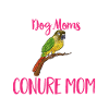 Molinasittich Papagei Vogel Sittich