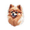 Pomeranian Dog