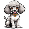 Caniche cœur doré