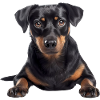 Austrian Pinscher