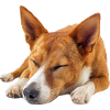 Basenji