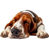 Basset Hound