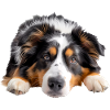 Australian Shepherd