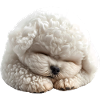 Bichon Frise