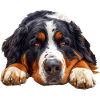 Bernese Mountain Dog