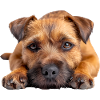 Border Terrier