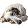 Borzoi