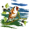 Bunter Vogel