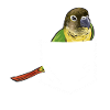 Molina Parakeet Parrot Bird Parakeet