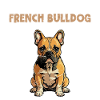 Anatomie d’un bouledogue français