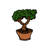 Bonsai Japanese Houseplant