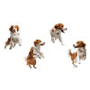 Design cool de Kooikerhondje