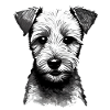 Lakeland Terrier Puppy Illustration