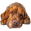 Bracco Italiano