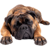 Bullmastiff