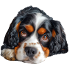 Cavalier King Charles